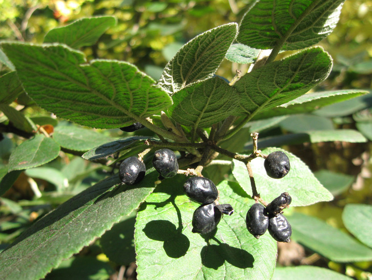 Image of Viburnum lantana specimen.