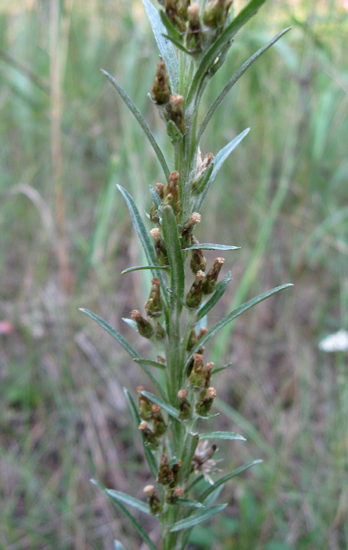 Image of Omalotheca sylvatica specimen.
