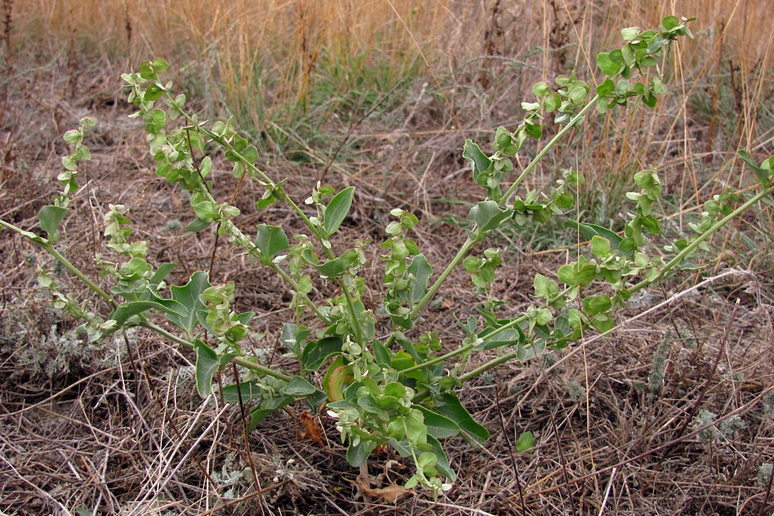 Image of Atriplex aucheri specimen.