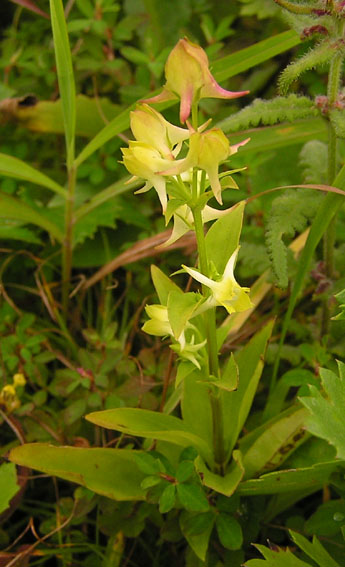 Image of Halenia corniculata specimen.