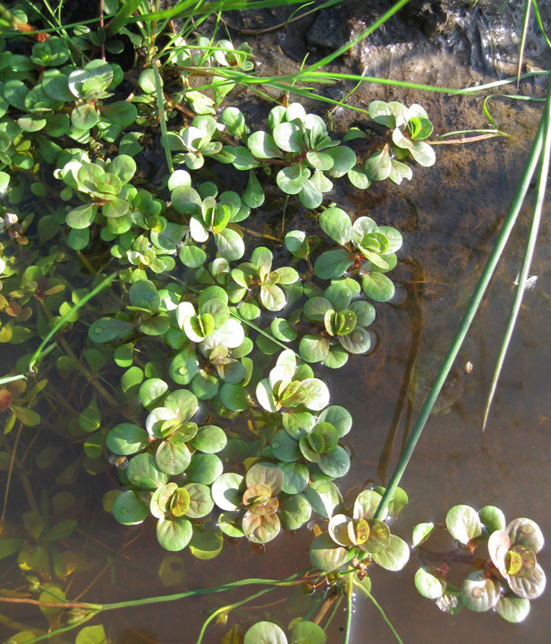 Image of Peplis portula specimen.