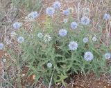 Echinops microcephalus