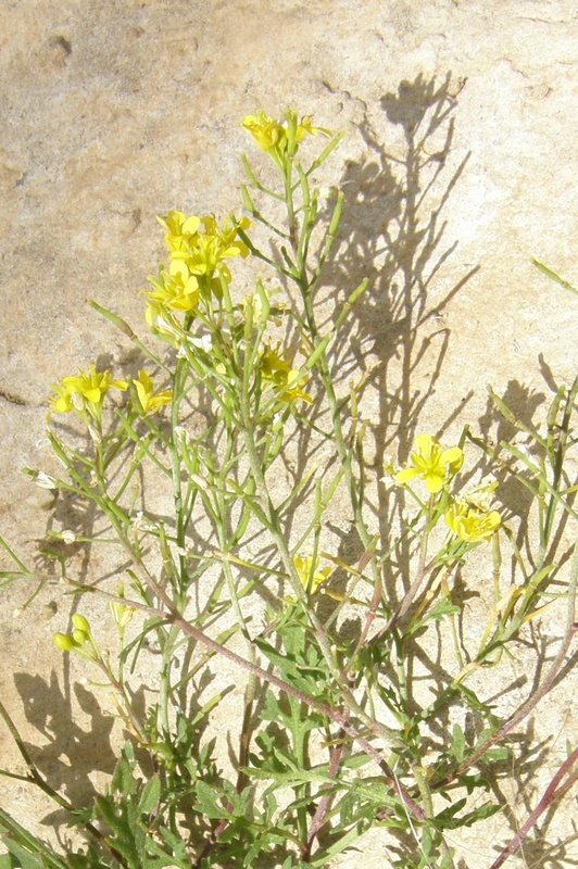 Image of Rorippa sylvestris specimen.