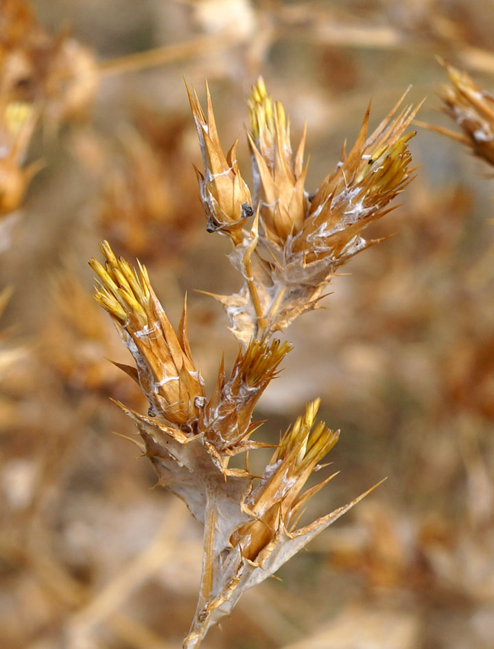 Изображение особи Cousinia polycephala.