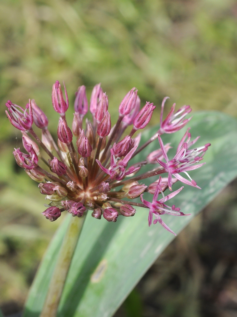 Изображение особи Allium nevskianum.