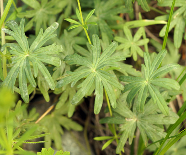 Image of Geranium transversale specimen.