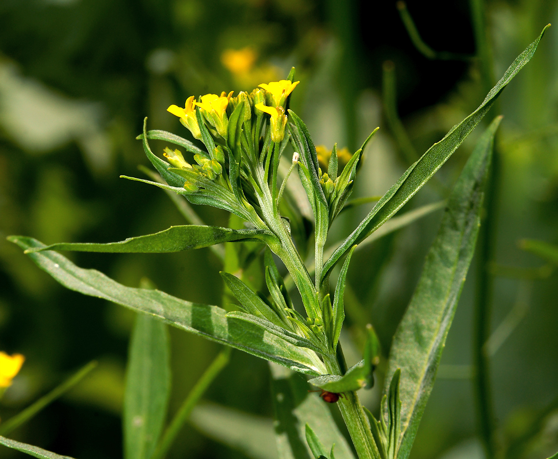 Изображение особи Erysimum cheiranthoides.