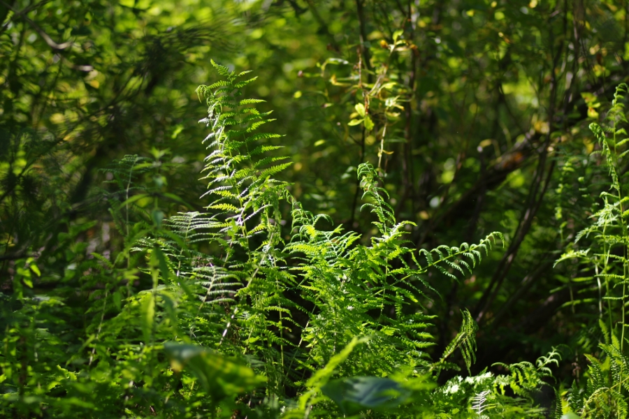 Image of Thelypteris palustris specimen.