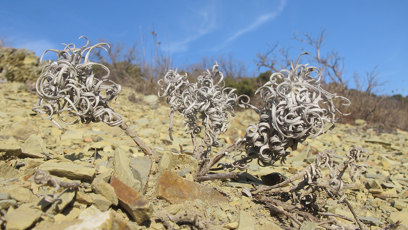 Image of Onosma polyphylla specimen.