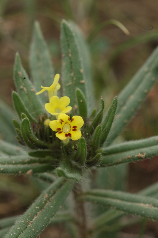 Изображение особи Arnebia decumbens.