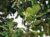 Calophyllum inophyllum. Верхушка ветви с плодами. Таиланд, остров Пханган. 22.06.2013.
