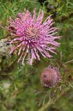 Isopogon formosus. Соцветия (нижнее - не раскрывшееся). США, Калифорния, Сан-Франциско, ботанический сад. 14.02.2014.