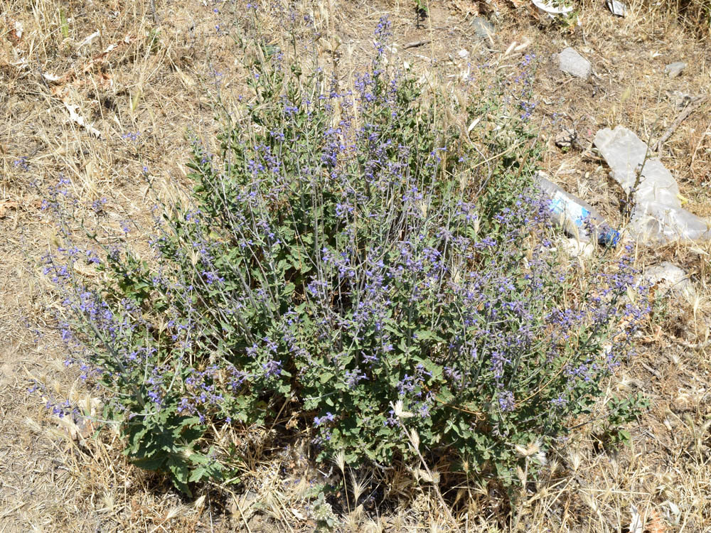 Image of Perovskia scrophulariifolia specimen.