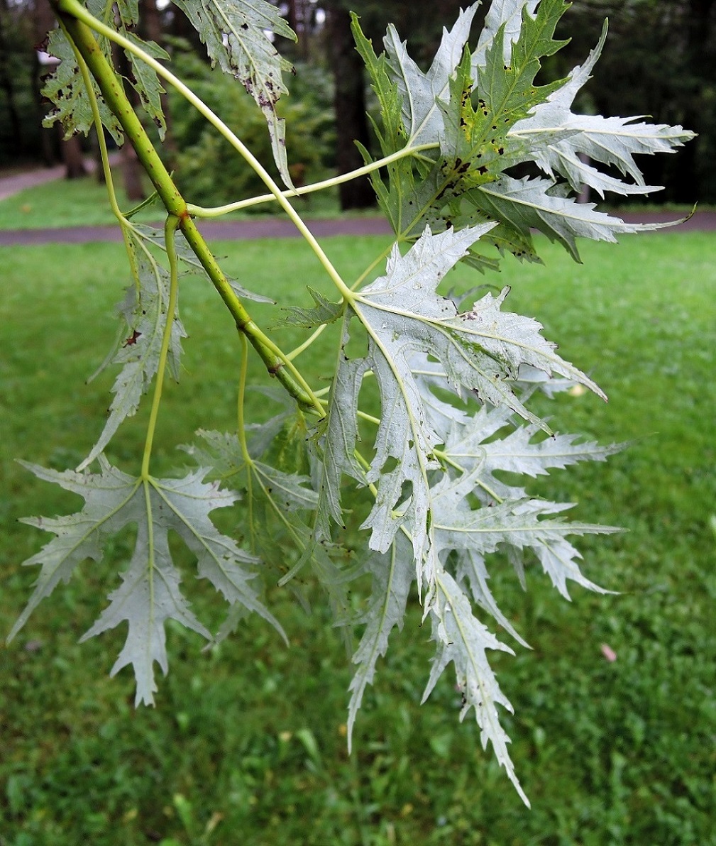 Image of Acer saccharinum specimen.