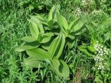 Veratrum lobelianum