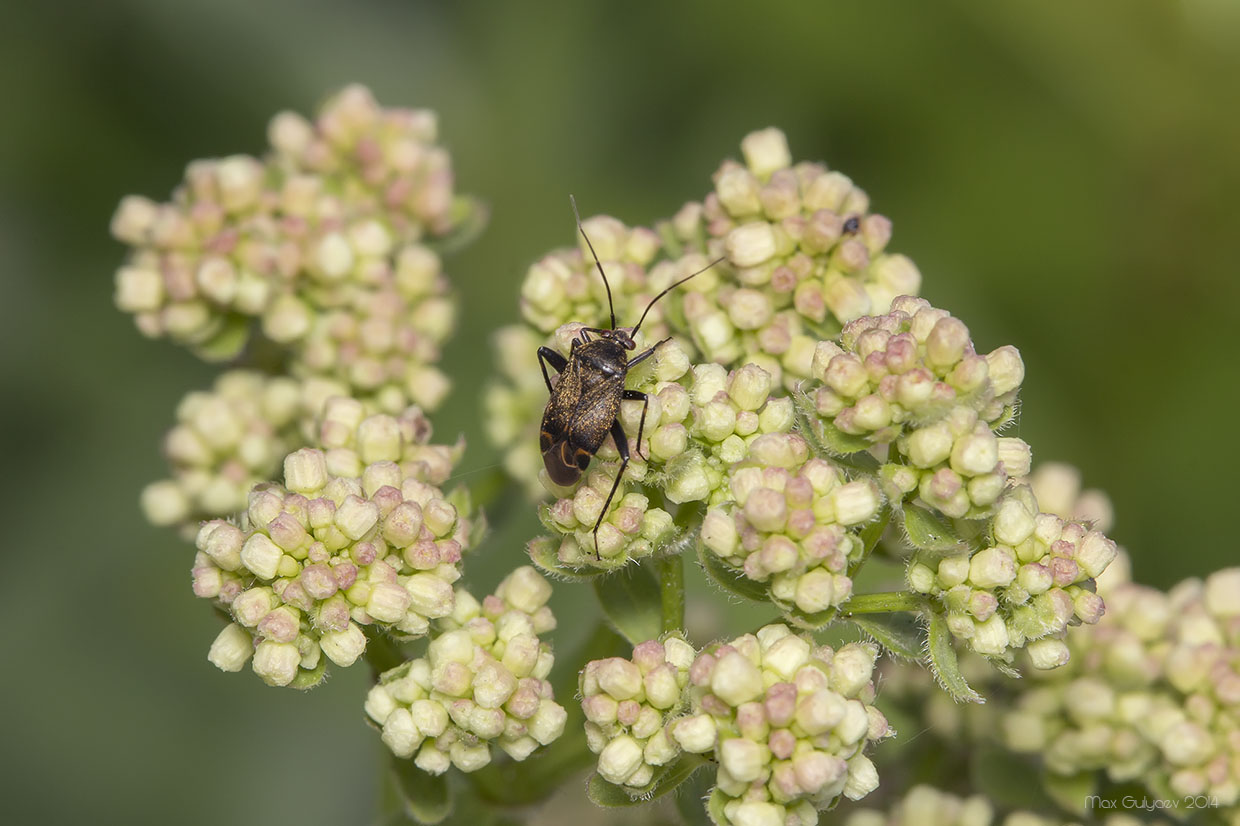 Image of Galium rubioides specimen.