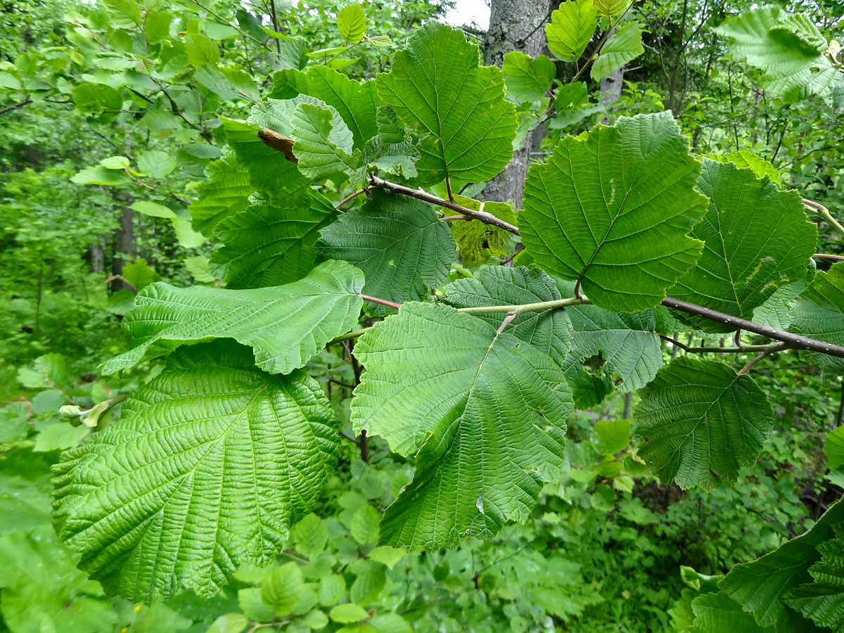 Изображение особи Alnus hirsuta.