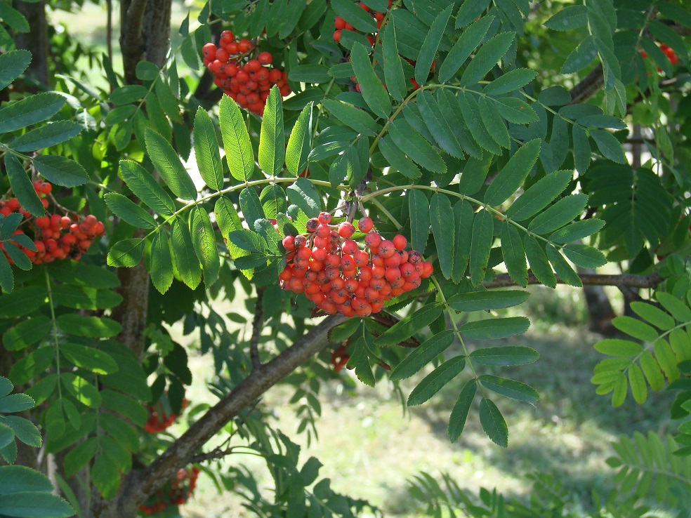 Image of Sorbus aucuparia specimen.