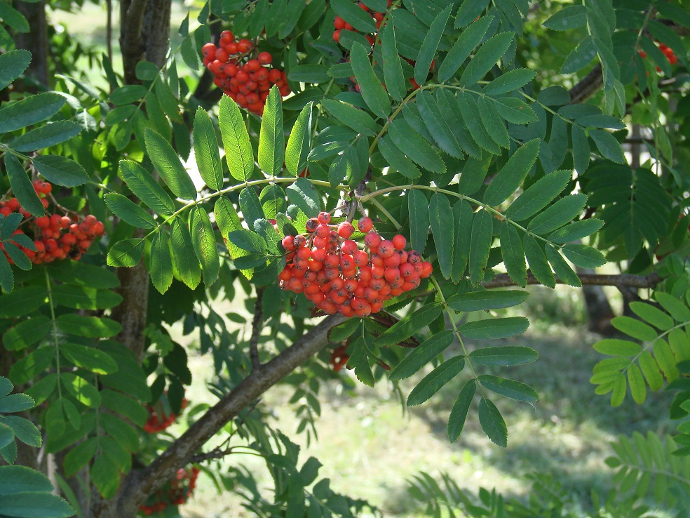 Изображение особи Sorbus aucuparia.