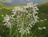 Heracleum apiifolium. Верхушка побега с соцветием. Адыгея, Кавказский биосферный заповедник, гора Гузерипль, ≈ 1950 м н.у.м., высокотравный субальпийский луг. 26.07.2015.