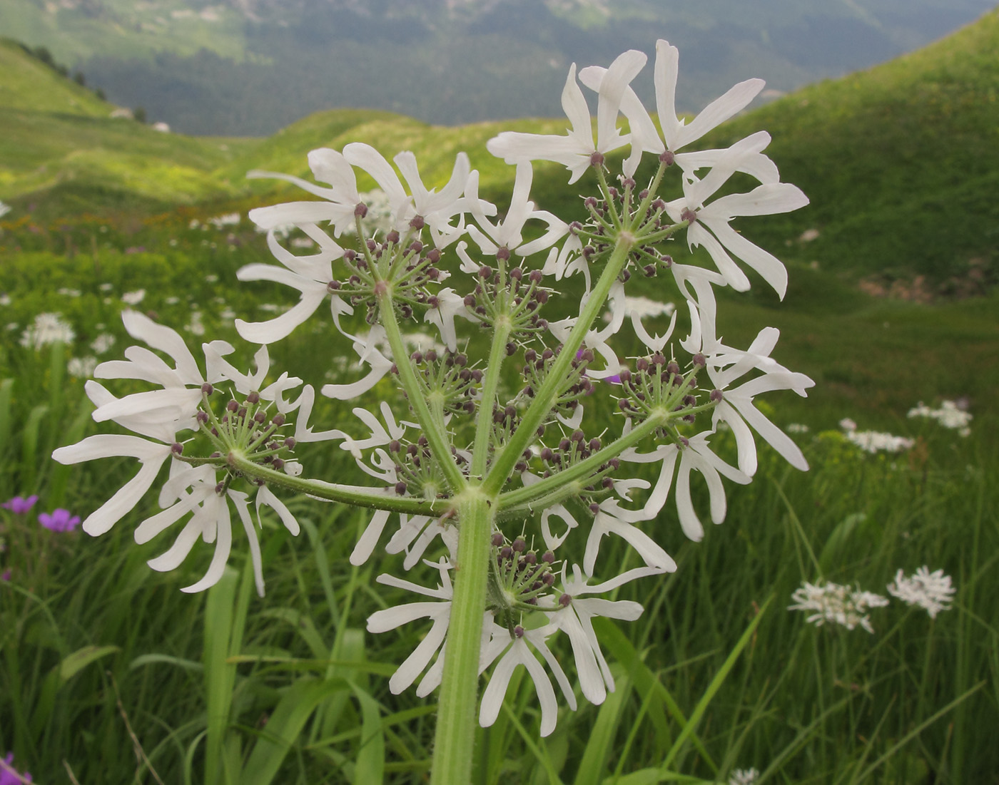 Изображение особи Heracleum apiifolium.