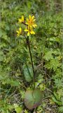 Ligularia sibirica