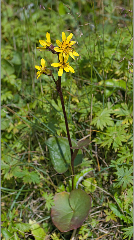 Изображение особи Ligularia sibirica.