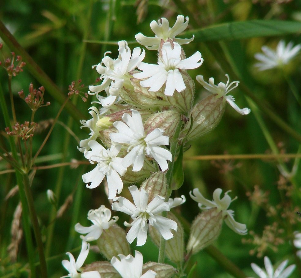 Image of Silene amoena specimen.