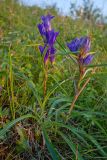 Gentiana decumbens. Цветущее растение. Алтайский край, между сел. Чинета и пос. Тигирек, возвышенность - \"Дунькин Пуп\", остепненный склон. 04.08.2015.