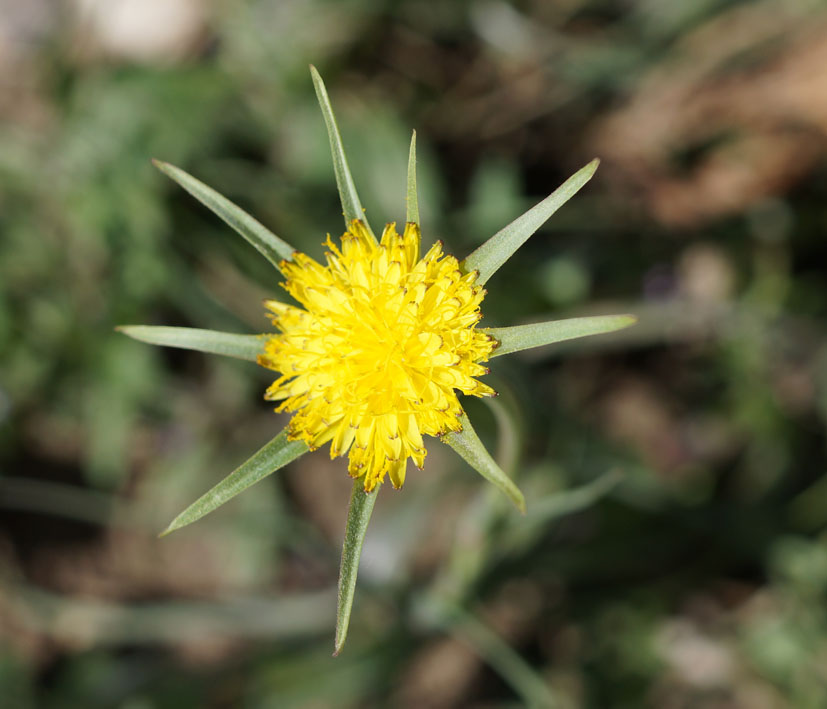 Image of Tragopogon capitatus specimen.