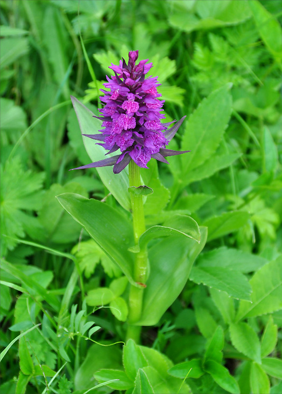 Изображение особи Dactylorhiza euxina.