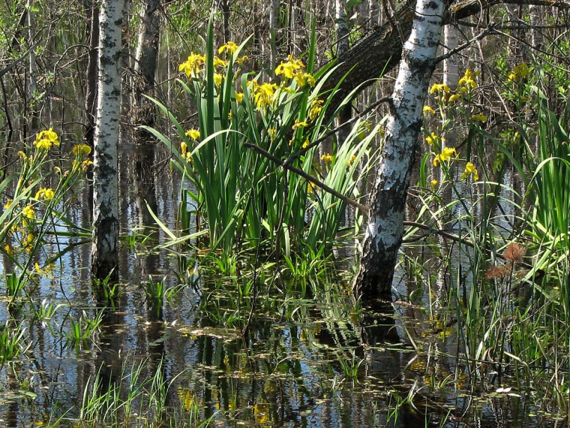 Image of Iris pseudacorus specimen.