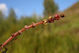 Myriophyllum sibiricum. Верхушка цветущего растения (на верхушке тычиночные, ниже - пестичные цветки). Новгородская обл., г. Боровичи, отмель на правом берегу р. Мста недалеко от Бобровских гор. 06.09.2015.