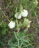Fritillaria verticillata