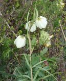 Fritillaria verticillata