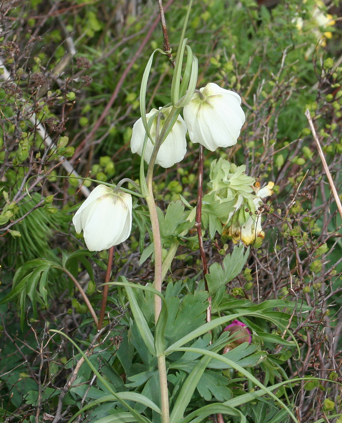 Изображение особи Fritillaria verticillata.
