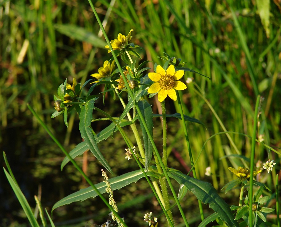 Image of Bidens cernua var. radiata specimen.