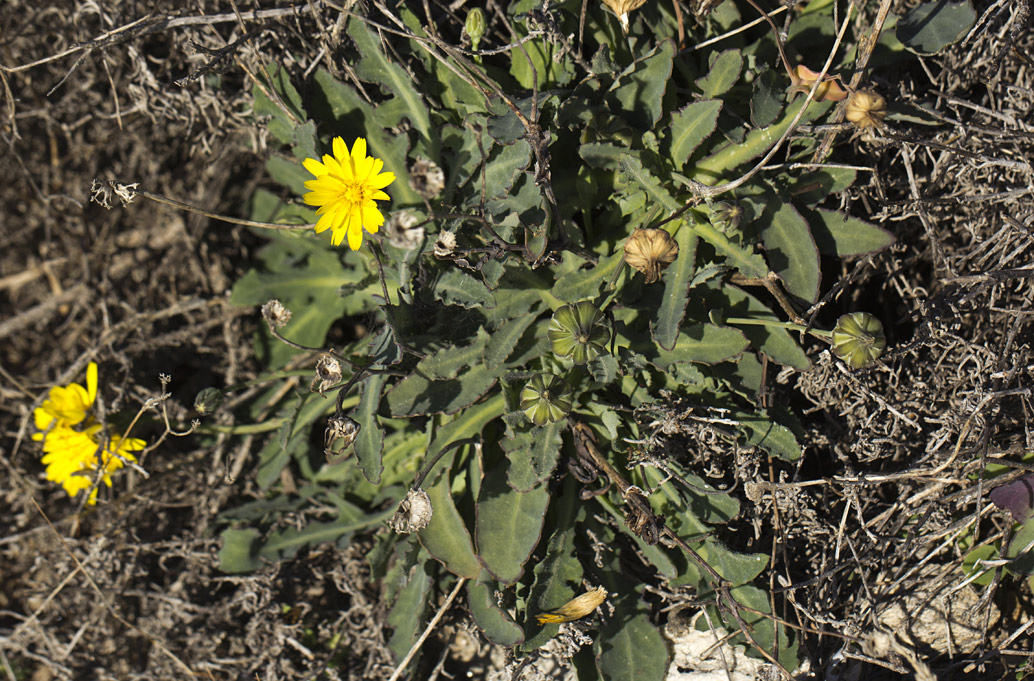 Image of Reichardia picroides specimen.