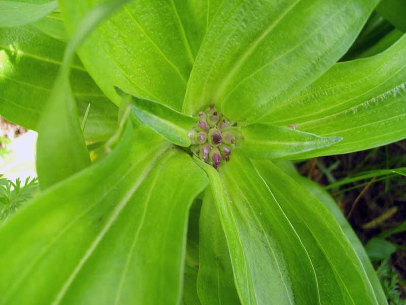 Image of Gentiana macrophylla specimen.