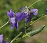 Delphinium ajacis