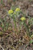 Alyssum turkestanicum variety desertorum. Цветущее растение. Южный Казахстан, Сырдарьинский Каратау, р-н перевала Куюк, ущелье правого притока ручья Куюк. 27.03.2016.