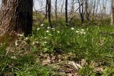 Stellaria holostea