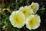 Petunia &times; atkinsiana