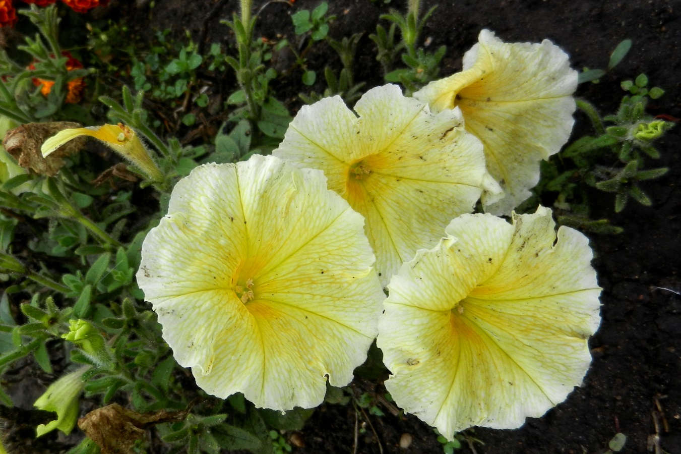 Изображение особи Petunia &times; atkinsiana.