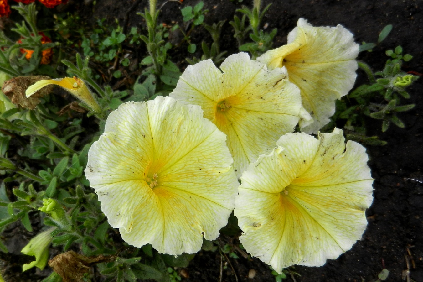 Изображение особи Petunia &times; hybrida.