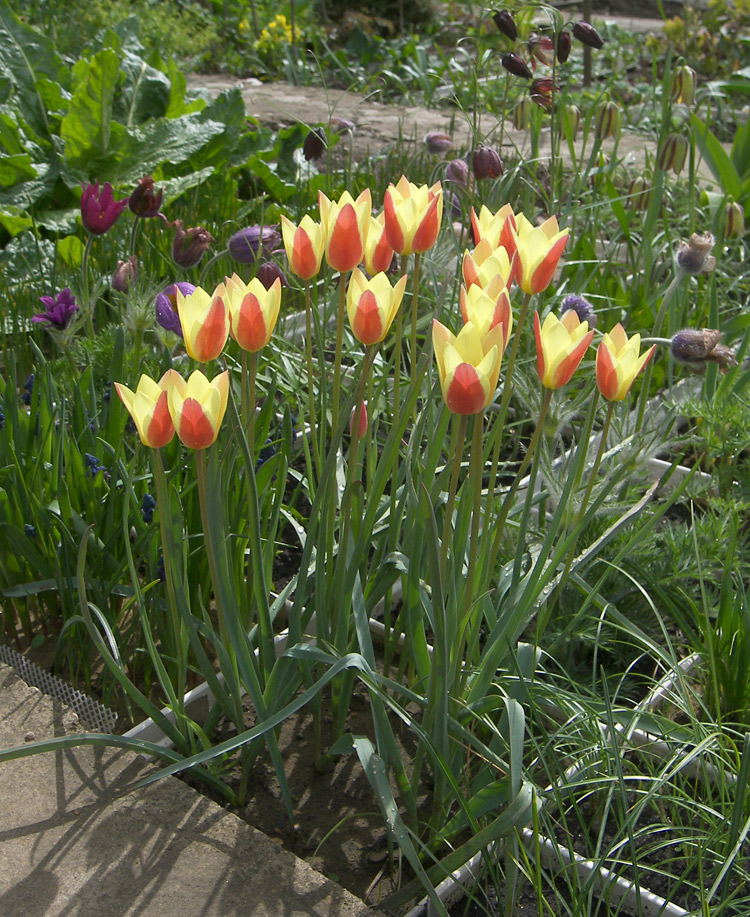 Image of Tulipa clusiana specimen.