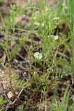 Vicia michauxii