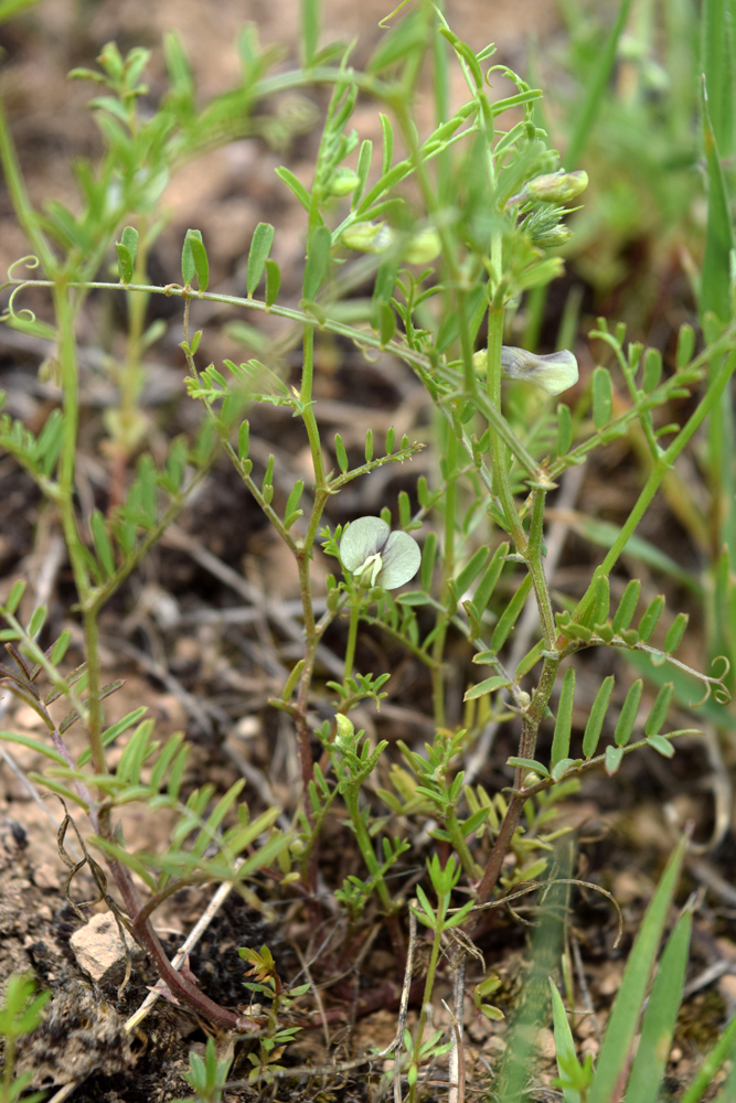 Image of Vicia michauxii specimen.