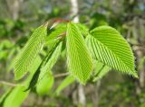 Carpinus cordata