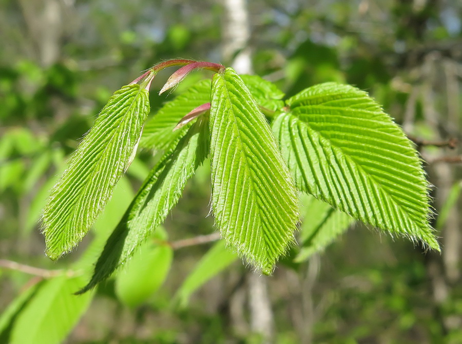 Image of Carpinus cordata specimen.